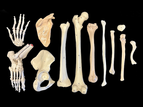 Set of individual appendicular bone models