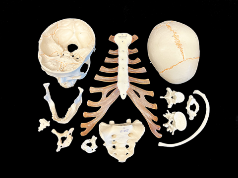 Set of individual axial bone models