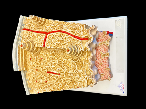 Detailed color model of histological structure of bone