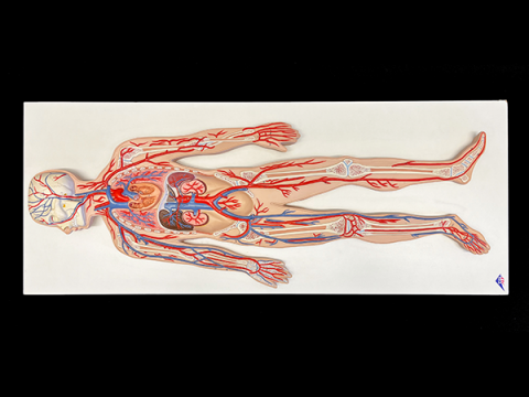 Anatomy relief model of the human circulatory system
