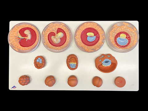 Enlarged color models of different embryonic stages