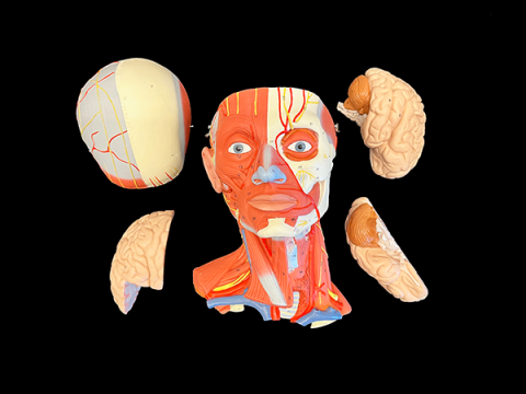 Color model of superficial musculature and deep muscles, nerves, and vessels