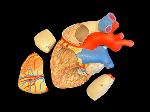Enlarged color model of human heart