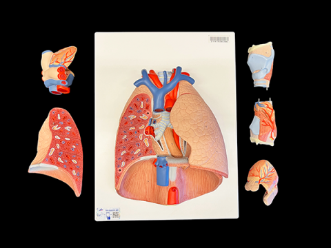 Color model pieces of human lung with larynx
