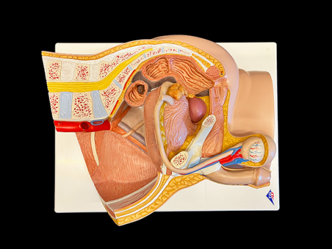 Color model showing cross section of male pelvis