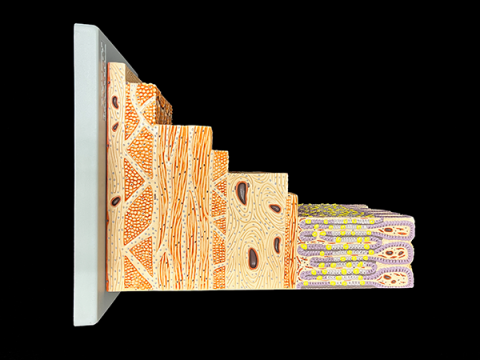 Color model of a cross section of a human stomach wall