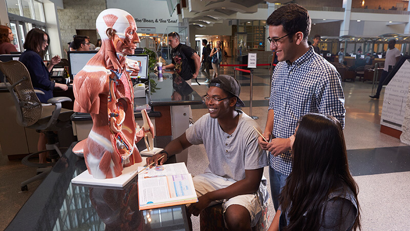 Students looking at an anatomical human model