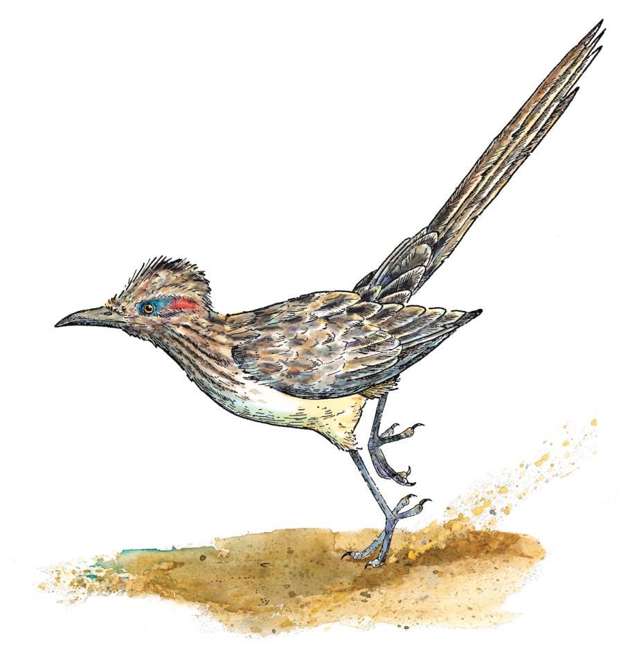 What's New In Special Collections and Archives: Sharon K. Schafer Artwork