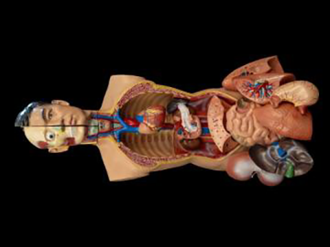 Human anatomical model with exposed internal organs.