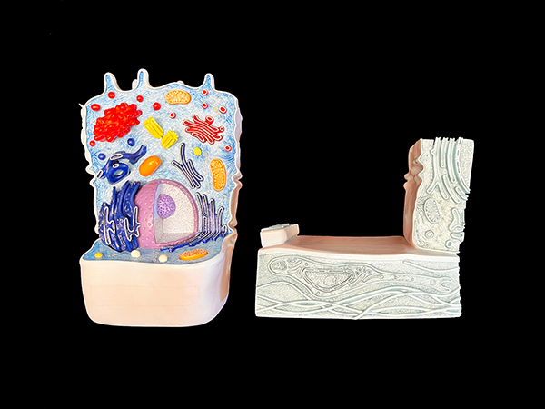 Enlarged color model of animal cell.