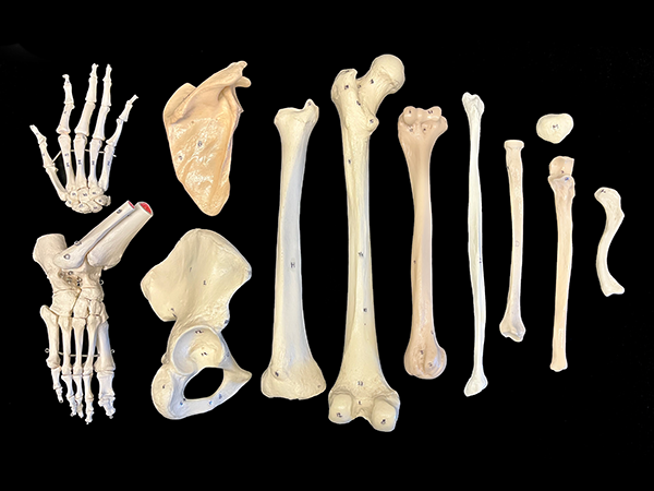 Set of individual appendicular bone models.