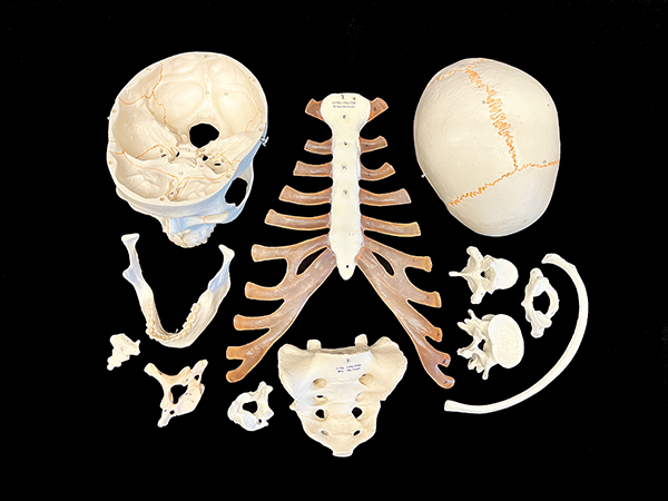 Set of individual axial bone models.