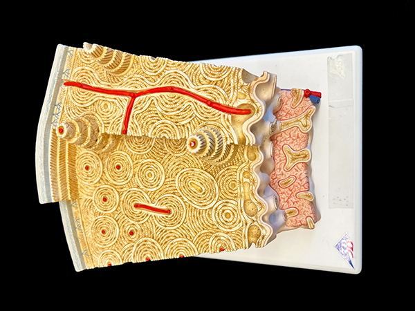 Set of individual axial bone models.