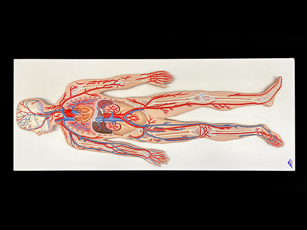 Anatomy relief model of the human circulatory system.