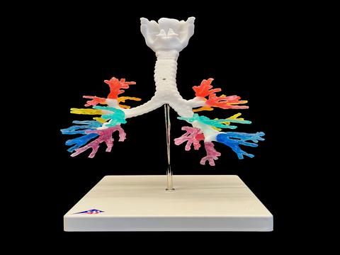Colorful larynx model showing hyoid bone, epiglottis, trachea, and lobar bronchi