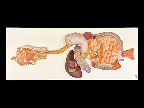 Color model of entire human digestive system.