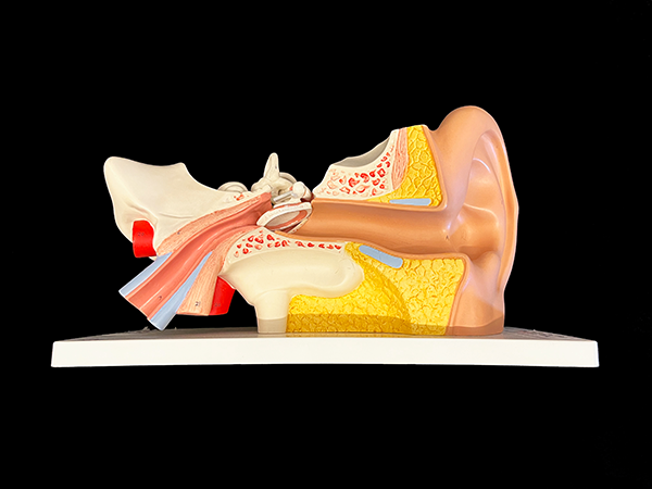Enlarged color model of outer, middle, and inner ear.