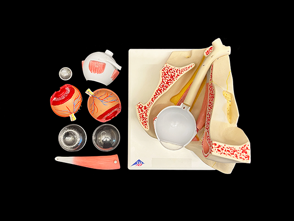 Enlarged color model of the human eye with individual pieces.