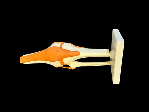 Model showing the bones and joints of the knee.