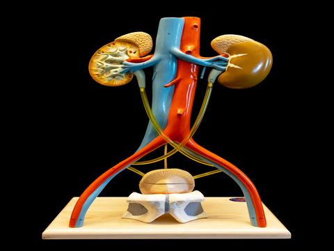 Model of urinary system attached to stand