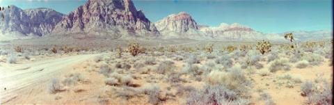 Red Rock Canyon National Conservation Area near Las Vegas, Nevada. The iconic red rocks and mountains can be seen in the background. Shrubs and cacti like Joshua Trees are seen in the desert foreground.