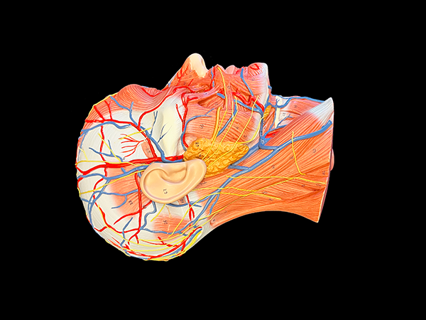 Color model of a human head showing muscles and nerves.