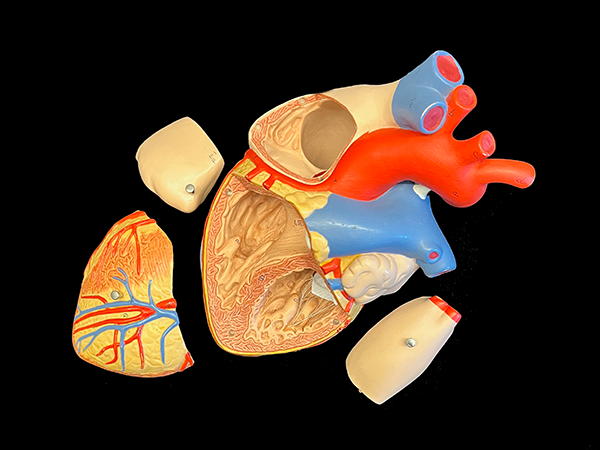 Enlarged color model of human heart.