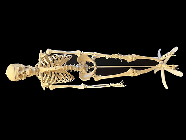 Full size human skeleton model.