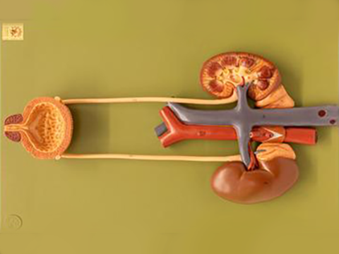 Human urinary system on a green background, showing kidneys, bladder, ureters, and blood vessels.