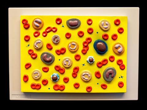 Enlarged colorful model of human blood cell type