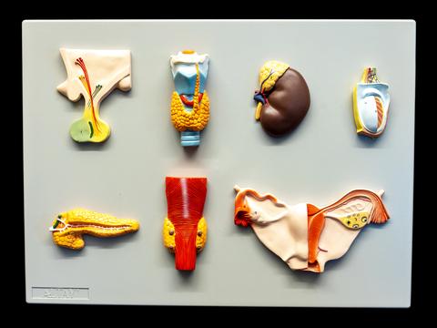 Colorful model with several separate pieces of the endocrine organs