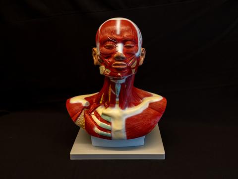 Model of head and neck with red muscles and vascular structures.