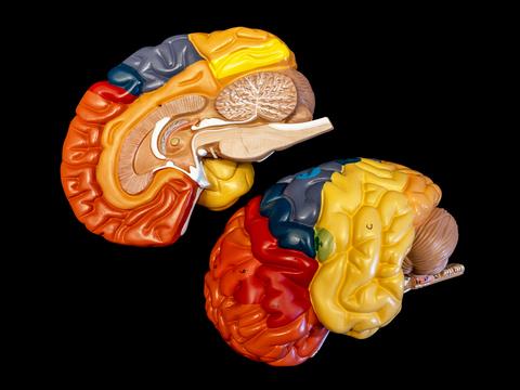 Color coded model of human brain