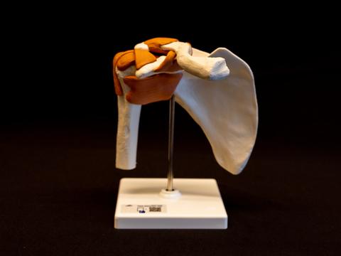 Flexible shoulder joint attached to stand