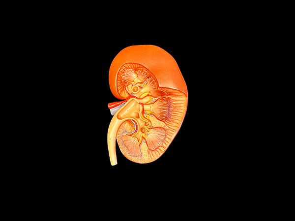 Kidney showing internal structures on a black background.