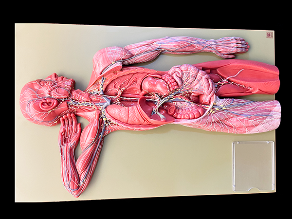 Anatomical model showing the lymphatic system in the human body with detailed internal organs.