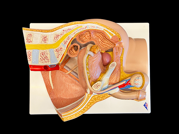 Color model showing cross section of male pelvis.