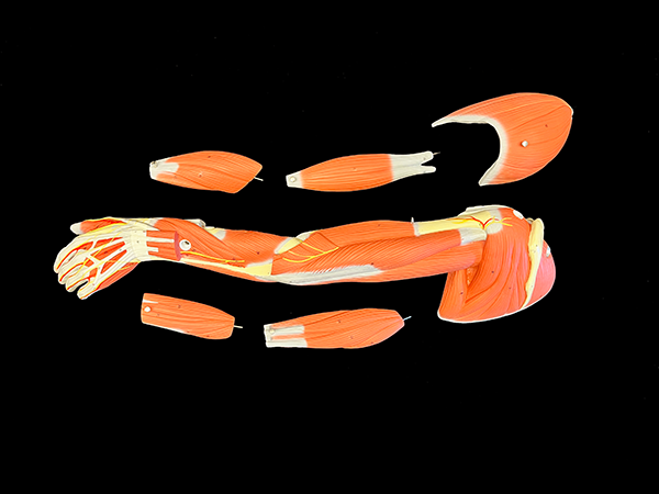 Color anatomy model of the arm and its muscles.