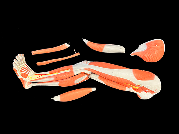 Color model of the leg and its muscles.