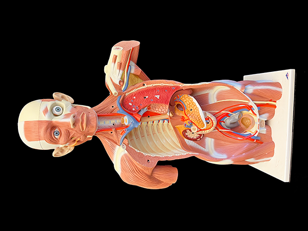 Color model showing muscular torso.