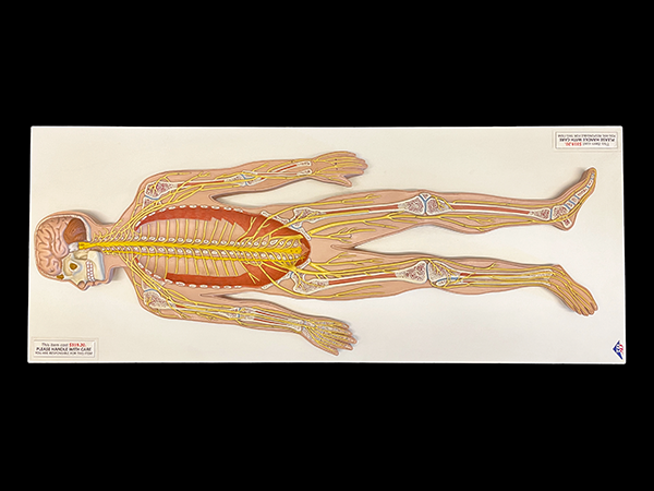 Half size color model of central nervous system.