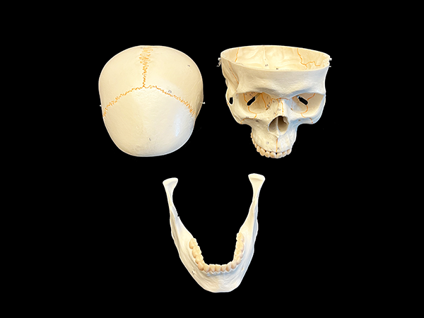 Numbered skull with jaw bone model.