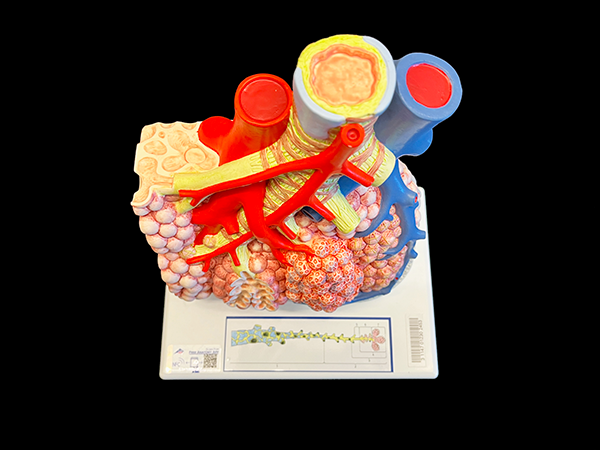 Color model of pulmonary lobule with surrounding vessels.