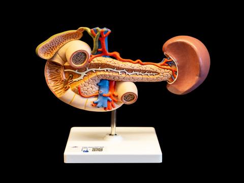 colorful model of rear organs of the abdomen attached to a stand