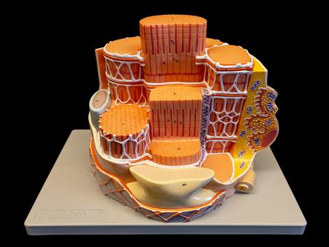 Enlarged model of skeletal muscle fiber