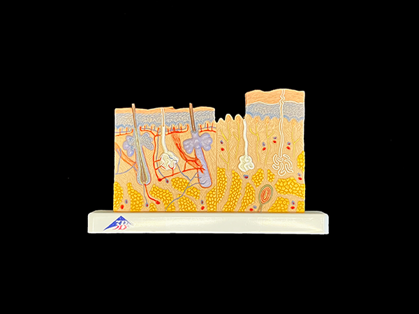 Color model showing the cross section of human skin and its structures.