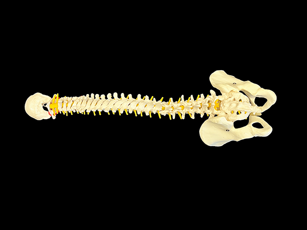 An anatomical model of a human spine with attached pelvic bones on a black background.